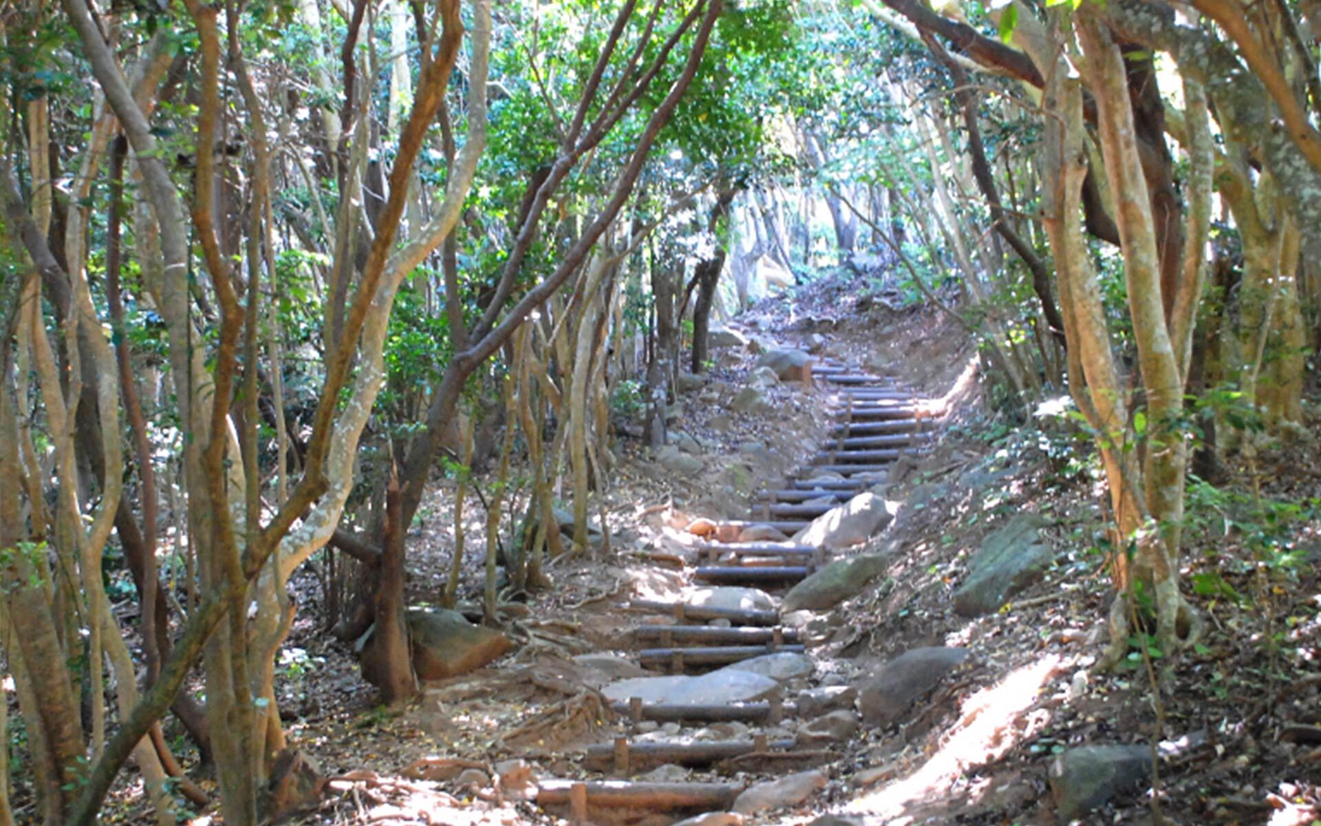 糸島トトロの森
